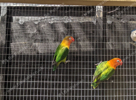 Green adult lovebirds