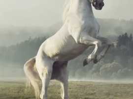 Schooling/ training