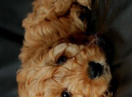 cockapoo puppies
