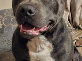 Staffy looking for his forever home. Still available (28th may)
