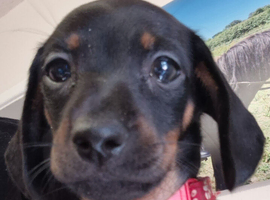 Dachshund  puppies for sale