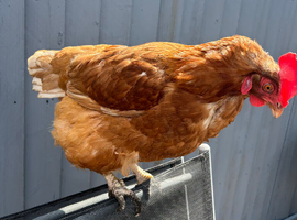2 lohman hens for sale