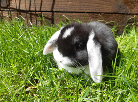 Gorgeous Mini Lops