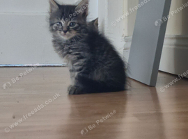 Kittens
