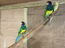 Pair of port Lincolns