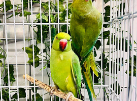 Stunning young Indian ringnick parrot