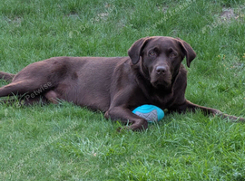 Dark chocolate Labrador Stud dog