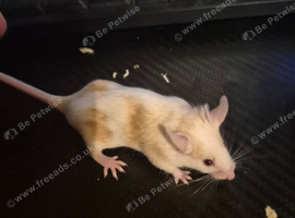4 Cute Female Baby Fancy Mice