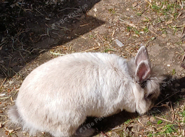 Female lionhead rabbit