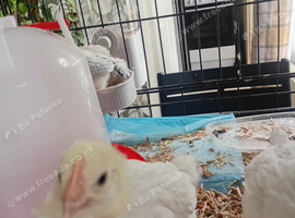 3 barnyard mixes