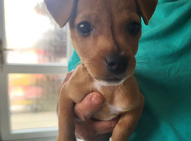 Miniature Jack Russell boy