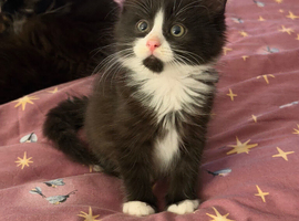 Two beautiful kittens looking homes