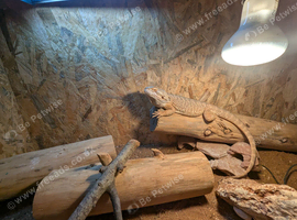 Breaded dragon