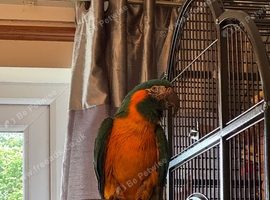 Looking for Blue throat macaw female