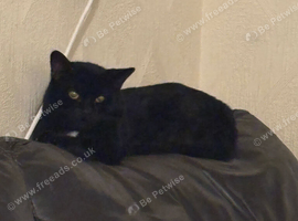 X1 Adult Male Cat for Rehoming