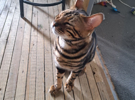 Brown Bengal boy