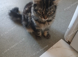 Long haired kitten for rehoming