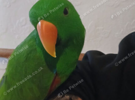 Eclectus for sale in wishaw