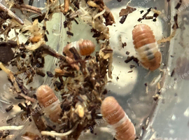 Cubaris red panda king isopods