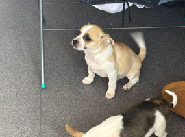 Two adorable male pomchi puppies