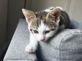 Kitten for sale