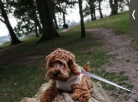 Beautiful cockapoo puppy for sale