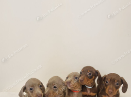 ️ BEAUTIFUL MINIATURE DACHSHUND PUPPIES - READY FOR THEIR FOREVER HOMES 30TH OCTOBER! ️