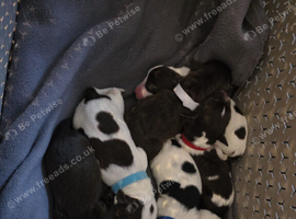 Springerdor puppies