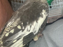 Baby cockatiel (hand reared)