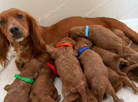 Health Clear Cockapoo Puppies