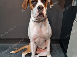 Lola the boxer