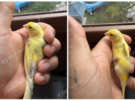 Beautiful Irish fancy canary hen