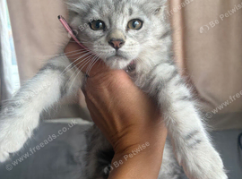 Main coon kitty