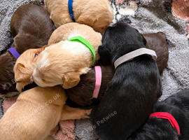 Gorgeous labradoodle puppies for sale