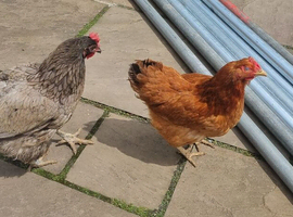2 laying hens, &pound;20 each