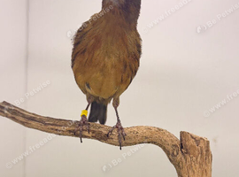 2025 very nice colour and fit canary