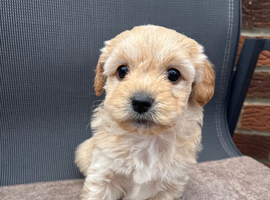 Beautiful cavapoo puppies