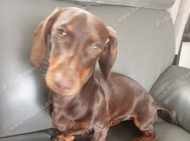 Chocolate female