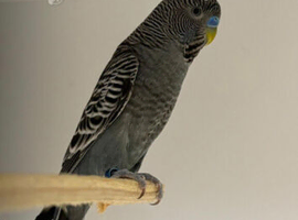 Anthracite budgies
