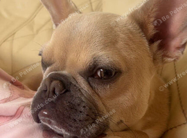 French bulldog
