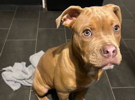 Staffy x old English bulldog