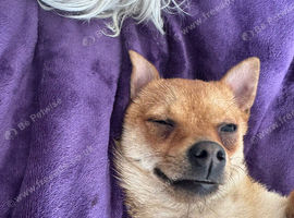 Loving Pomchi