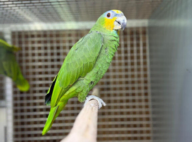 Amzon talking parrot