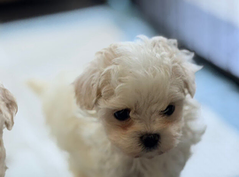 ASIAN TOY MALTIPOO