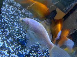 8 goldfish for sale