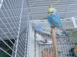 Baby rainbow and pieds budgies