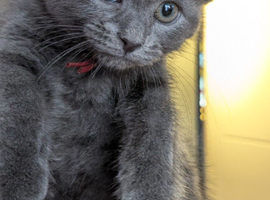 5 British grey and Black shorthair kiitens