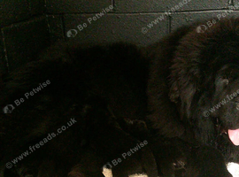 Full pedigree Newfoundland puppies