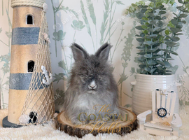 English Angora Babies - Ready Now