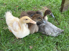Indian runner ducks
